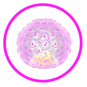 Blastocyst